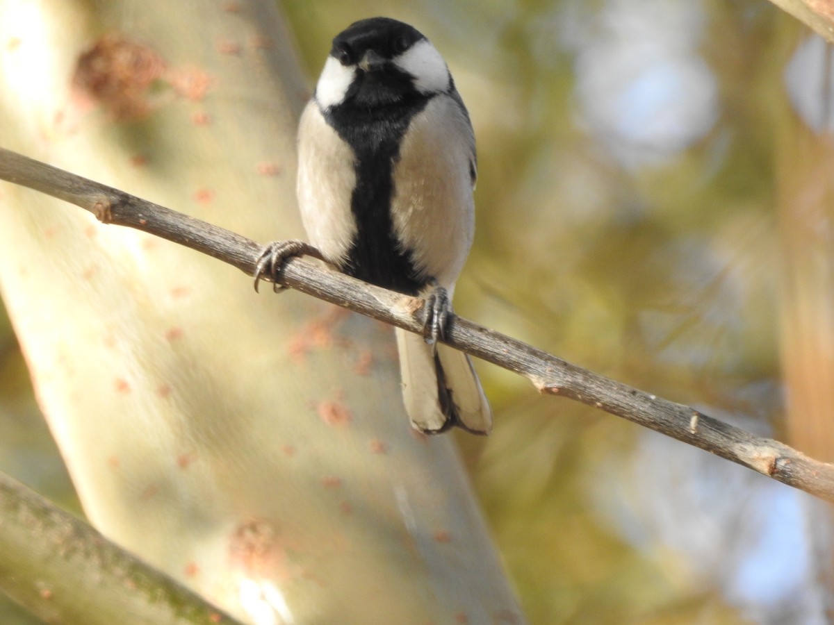 Asian Tit (Cinereous) - ML646113666