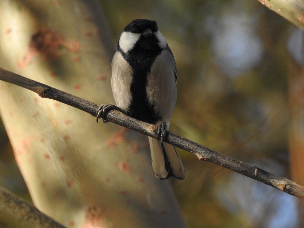 Asian Tit (Cinereous) - ML646113667