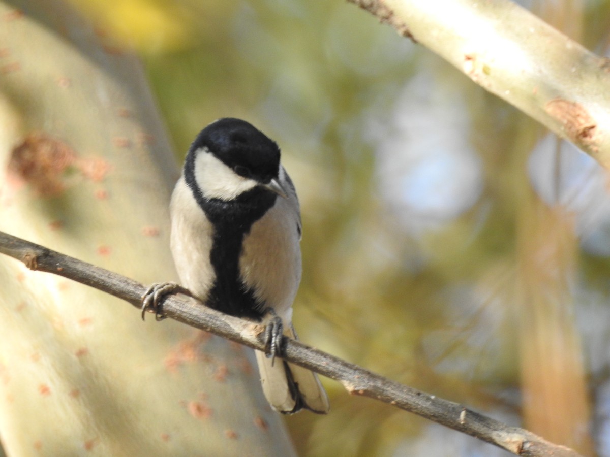 Asian Tit (Cinereous) - ML646113668