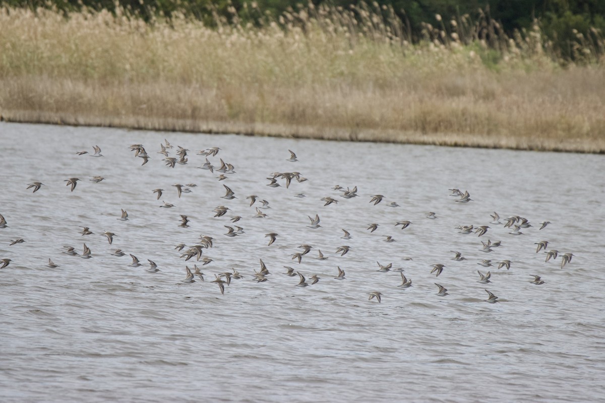 Kara Karınlı Kumkuşu - ML646113671