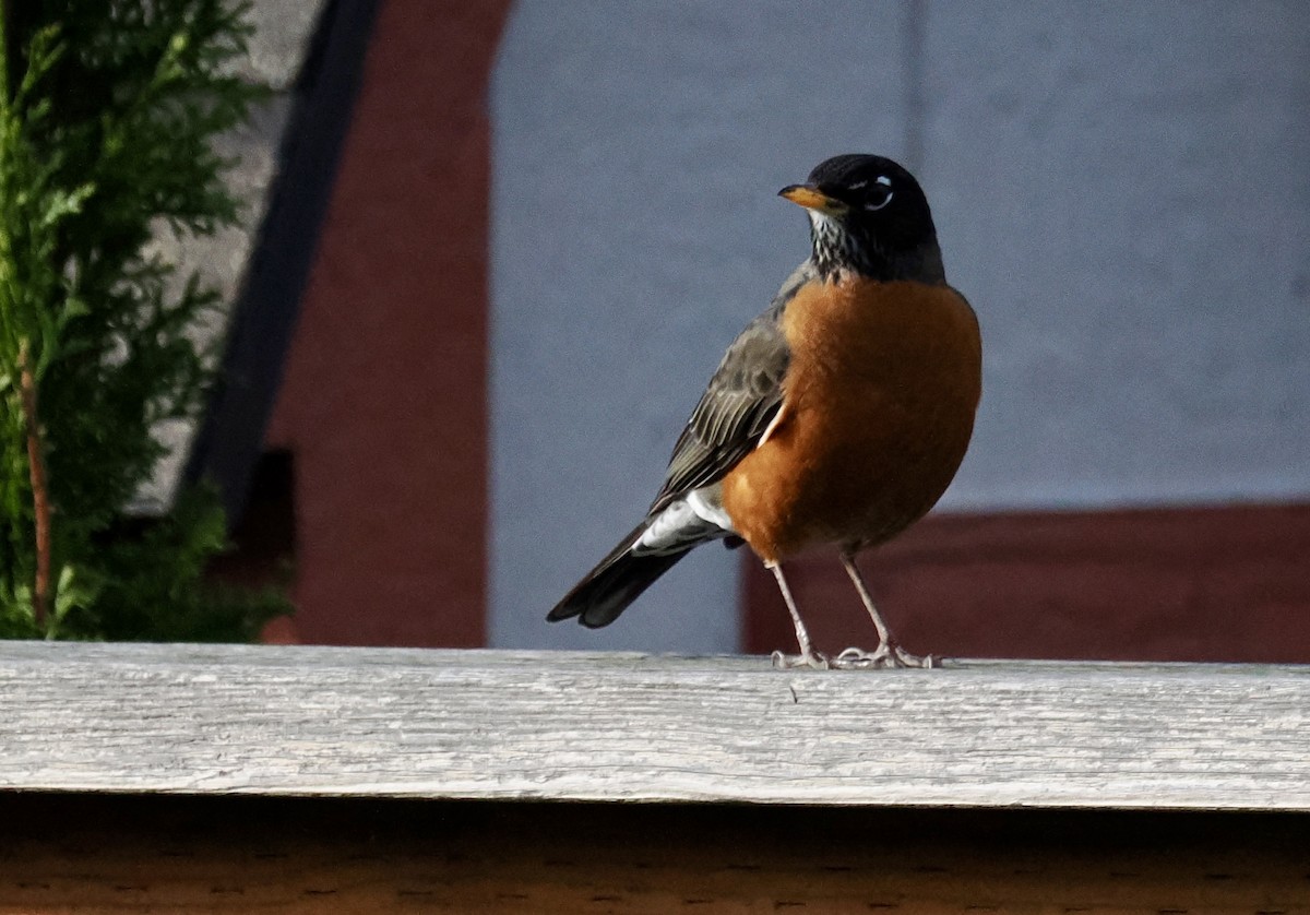 vandretrost - ML646113675