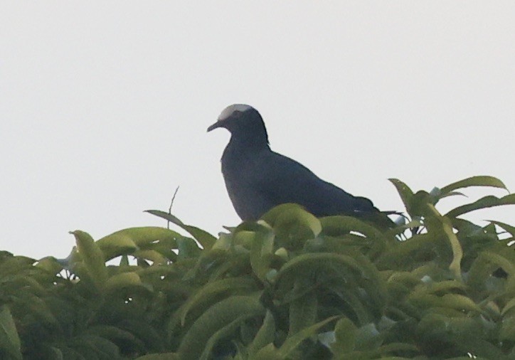 holub antilský - ML646113685