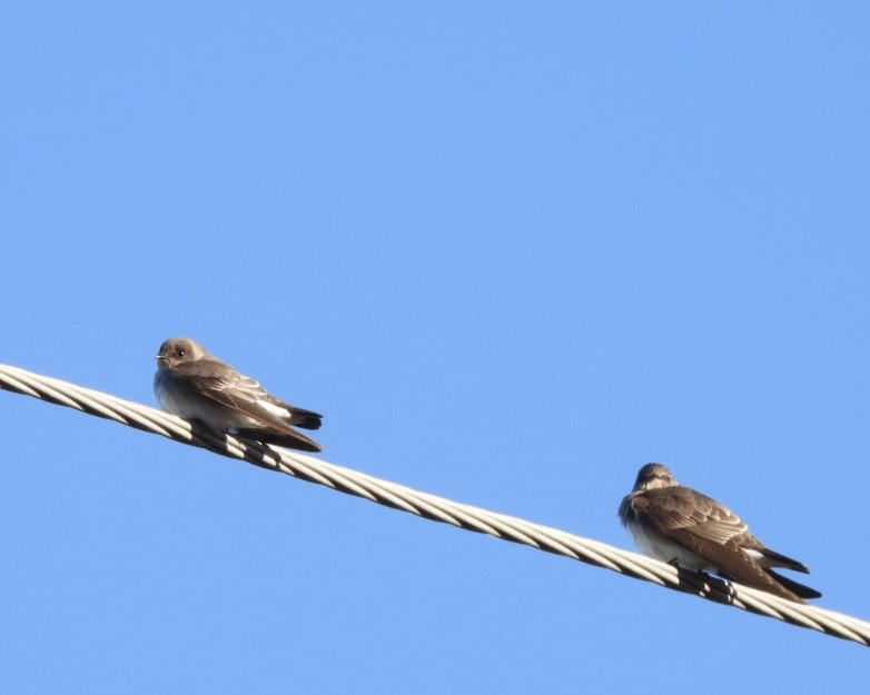 Northern Rough-winged Swallow - ML646113686