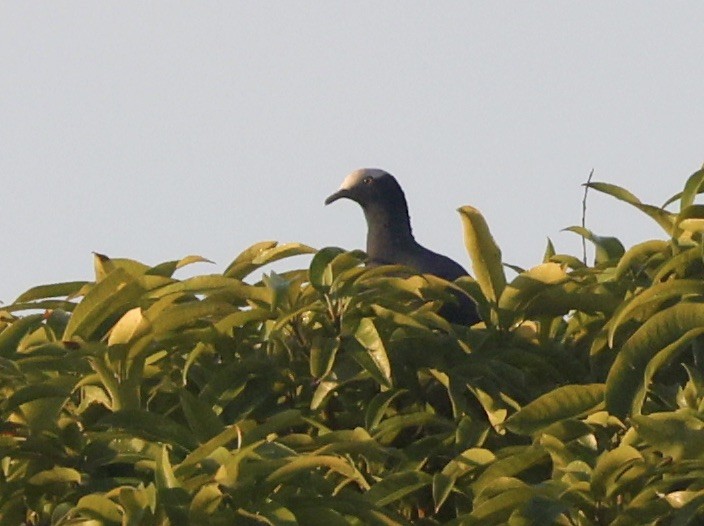 holub antilský - ML646113687