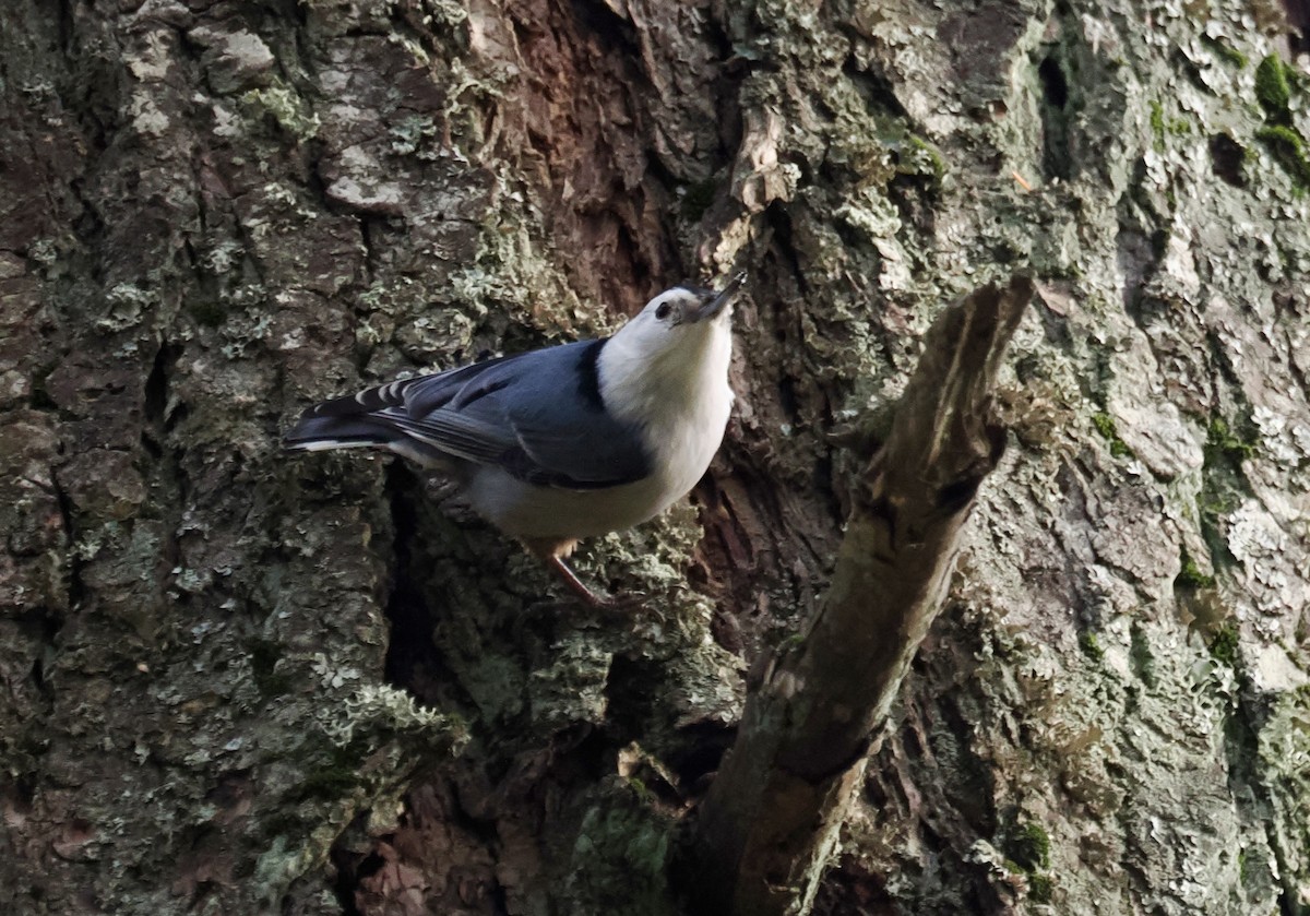 Sittelle à poitrine blanche - ML646113689