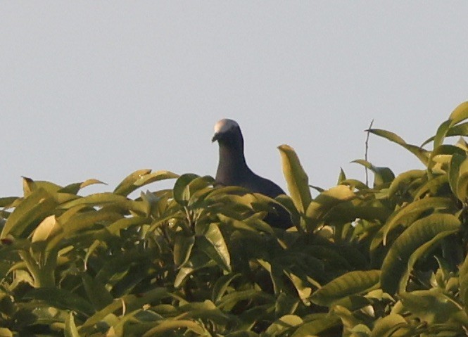 holub antilský - ML646113692