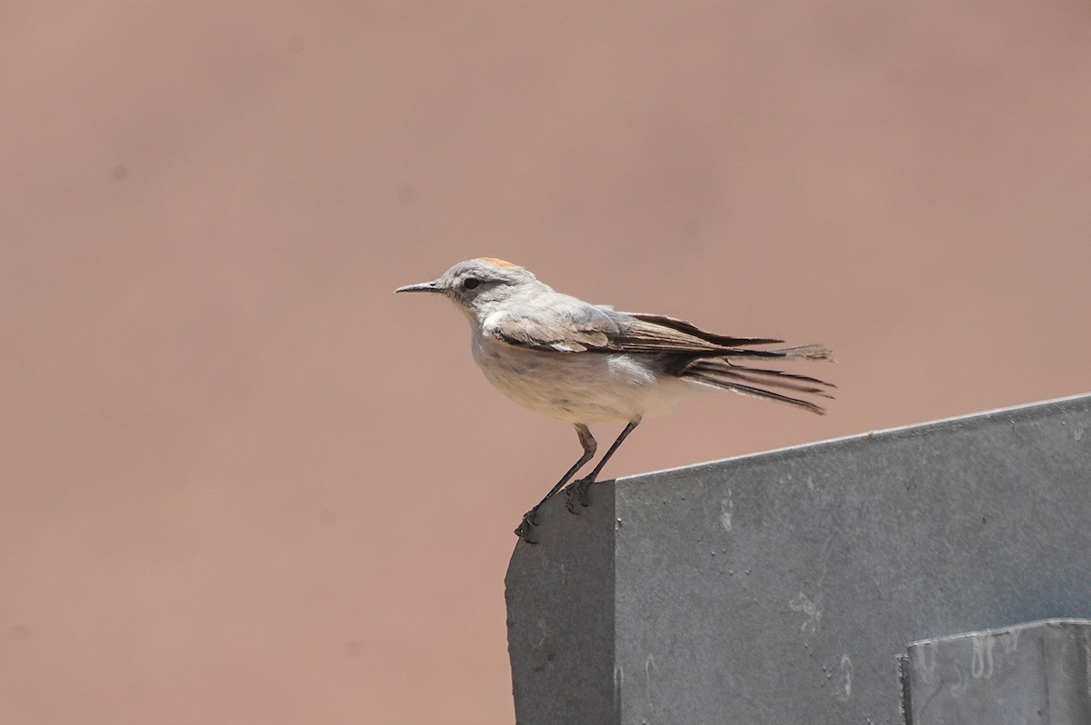 Rufous-naped Ground-Tyrant - ML646113694