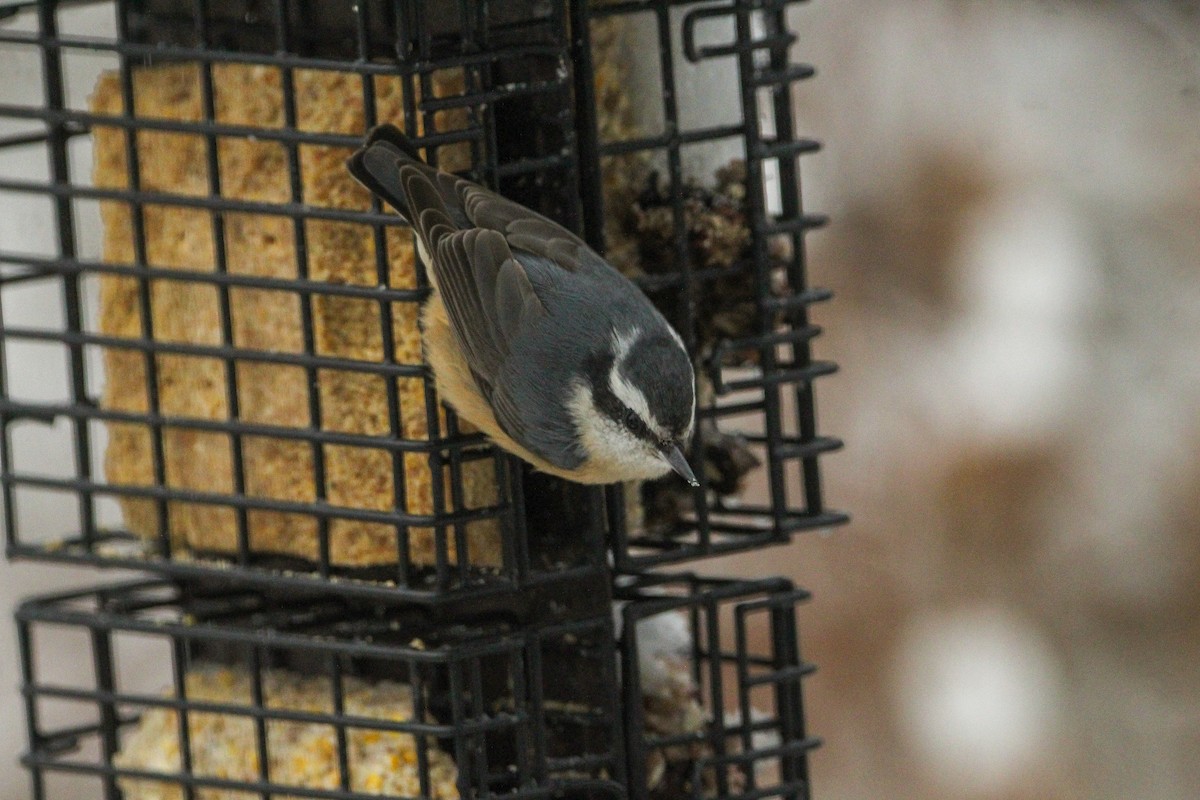 Red-breasted Nuthatch - ML646113700