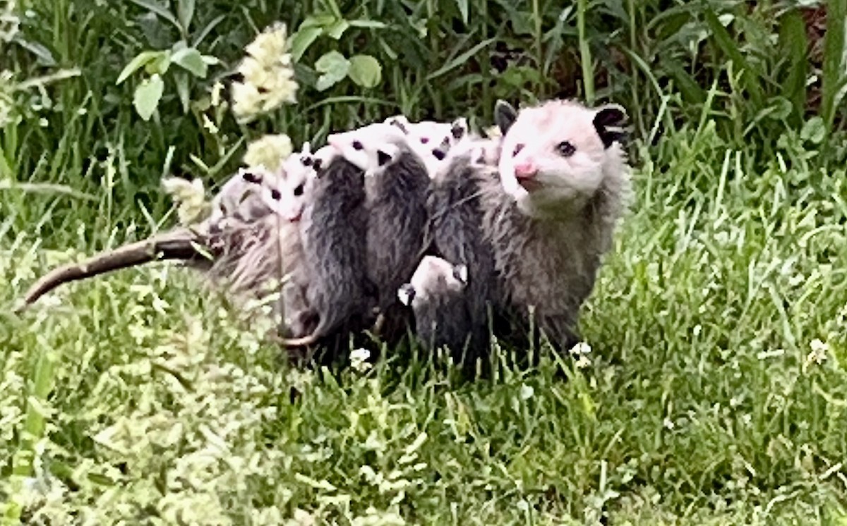 Animals - ML646113701