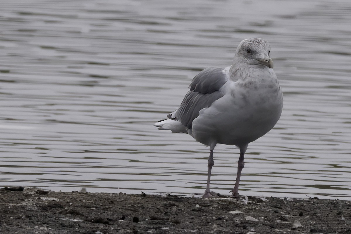 racek polární - ML646113703