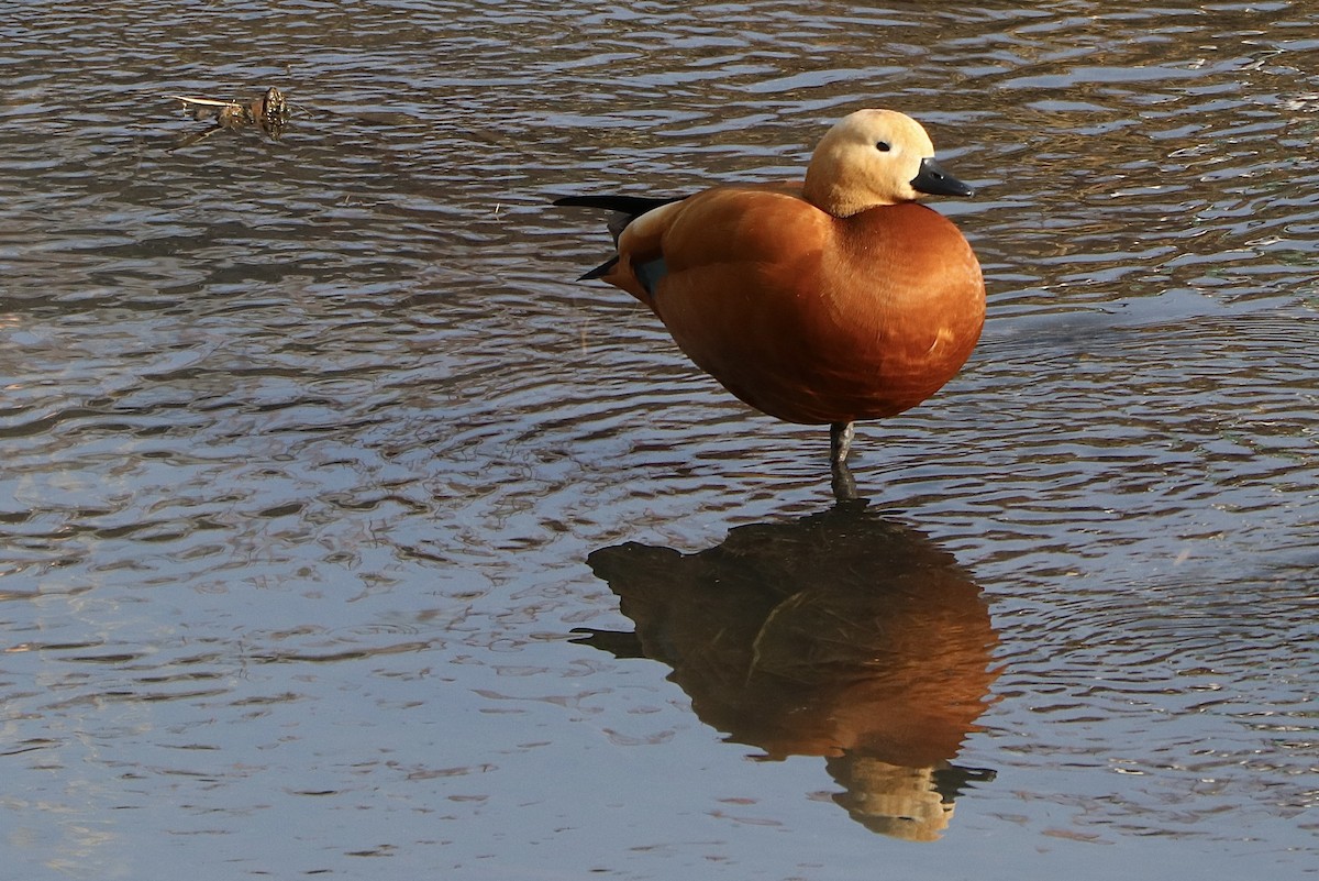 Ruddy Shelduck - ML646113705