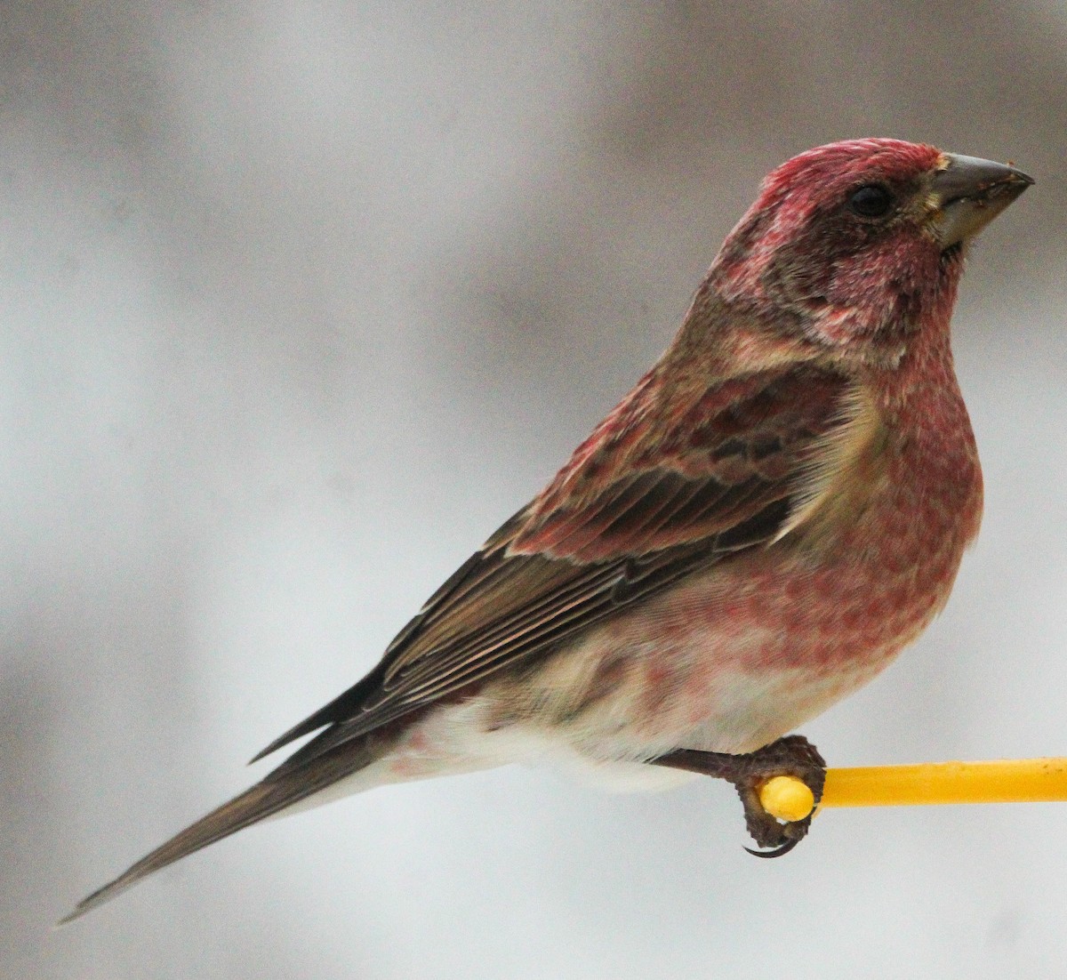 Purple Finch (Eastern) - ML646113707