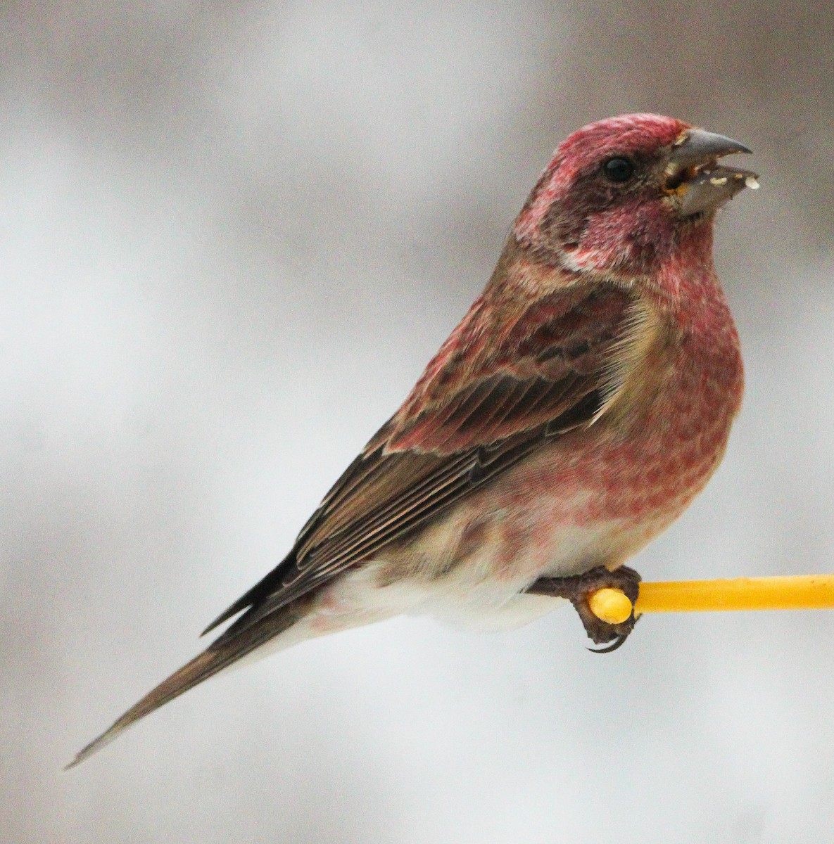 Purple Finch (Eastern) - ML646113708