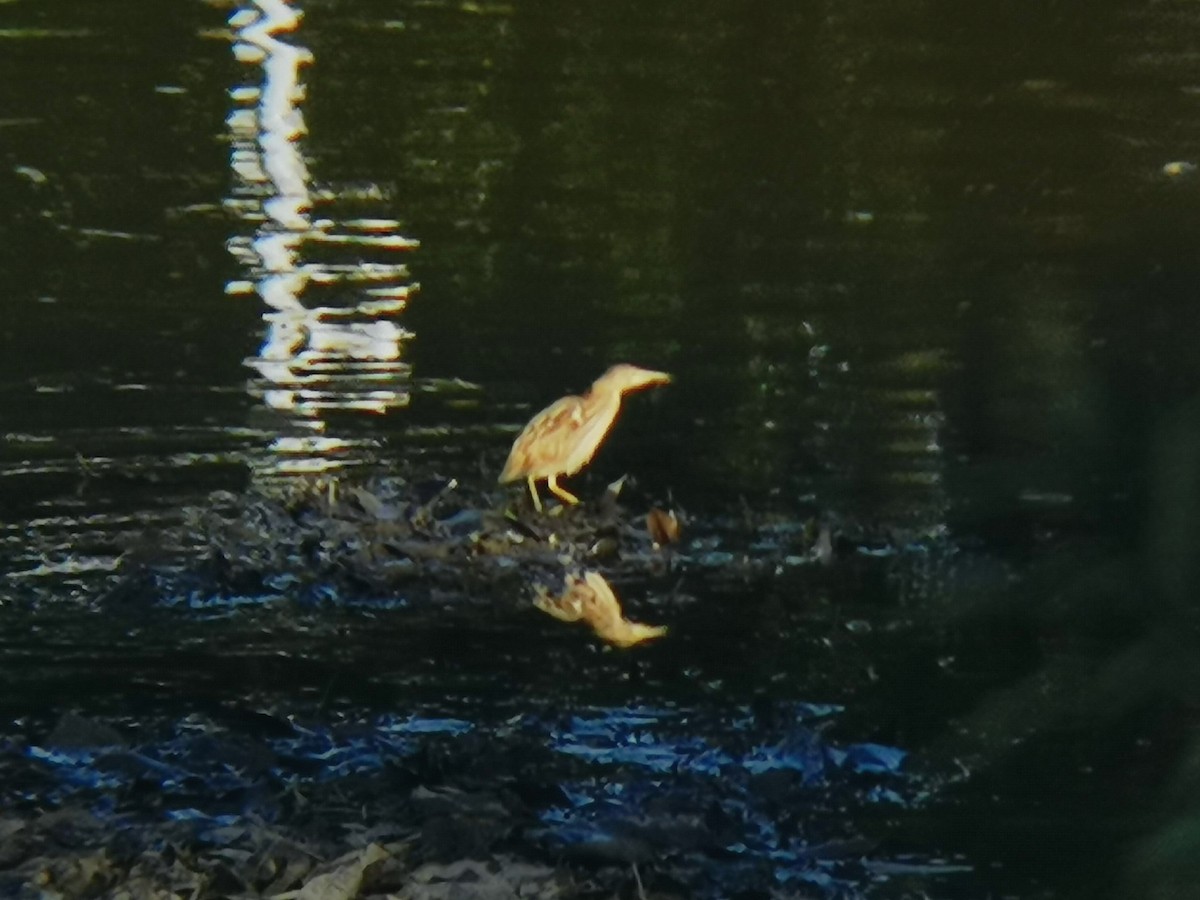 Бугайчик китайський - ML646113715