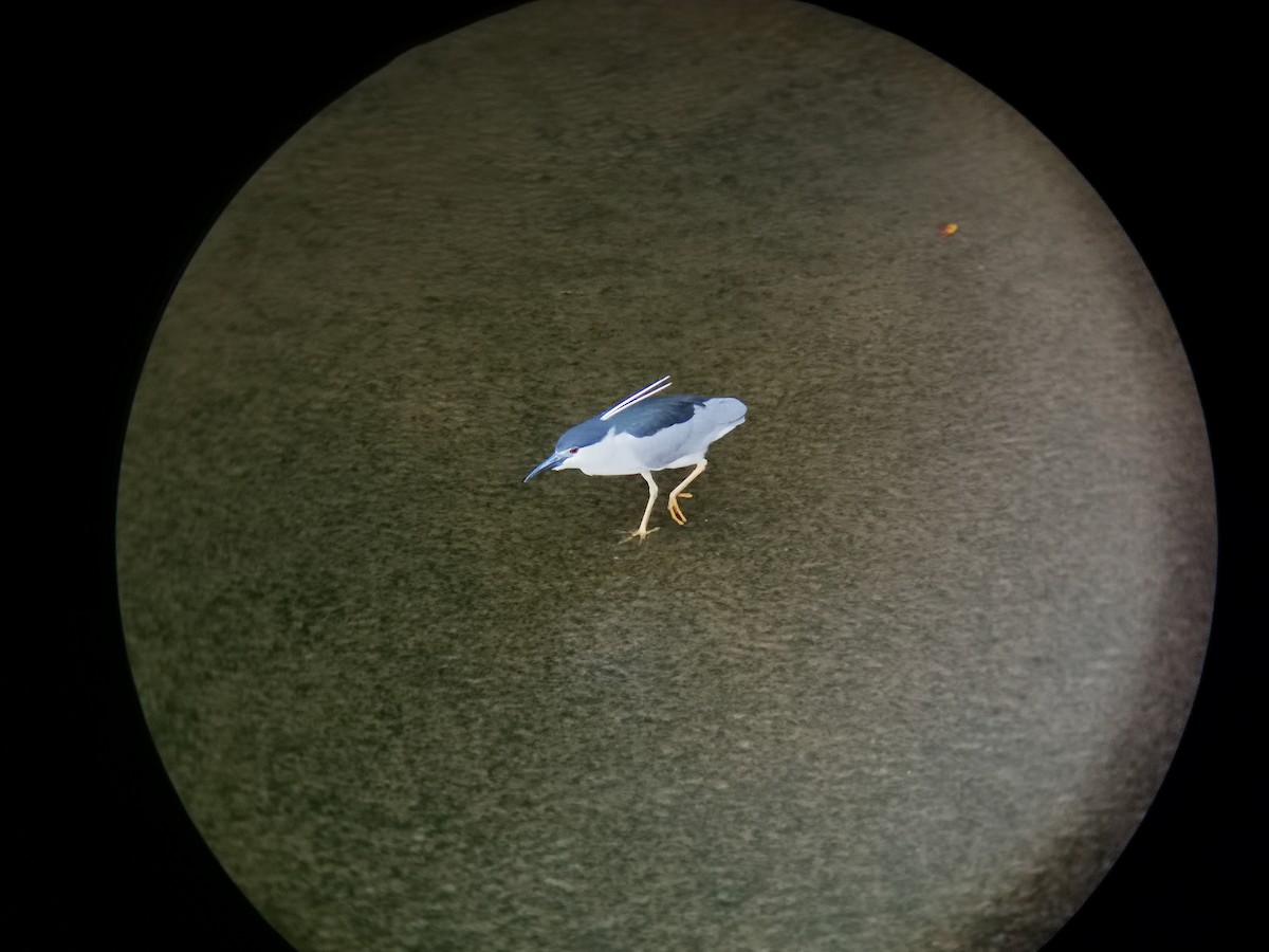 Квак звичайний - ML646113719