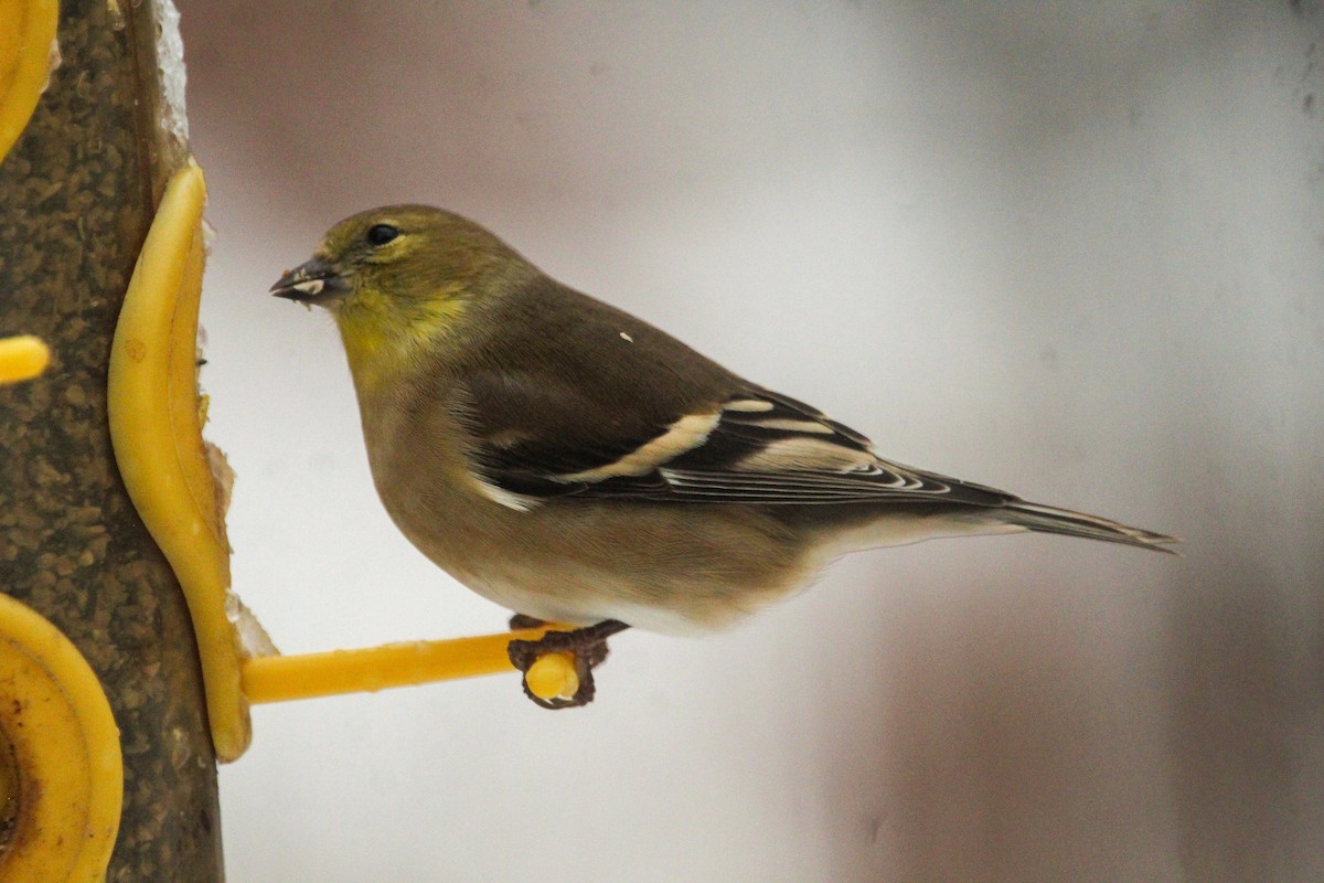American Goldfinch - ML646113720