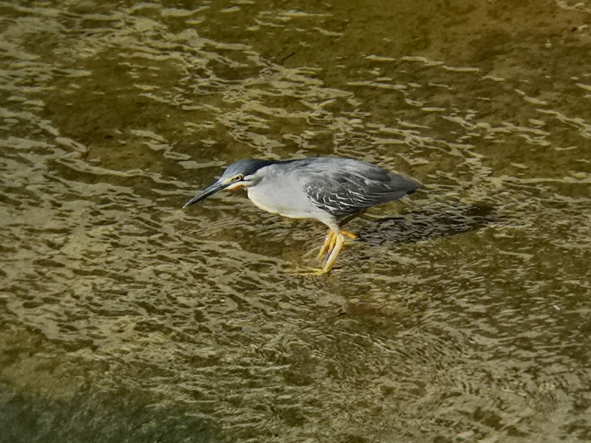 Чапля мангрова мала - ML646113724