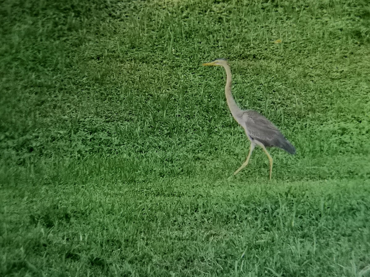 Чапля руда - ML646113727