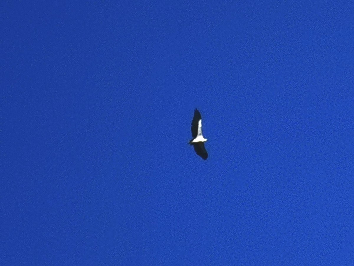 Орлан білочеревий - ML646113731