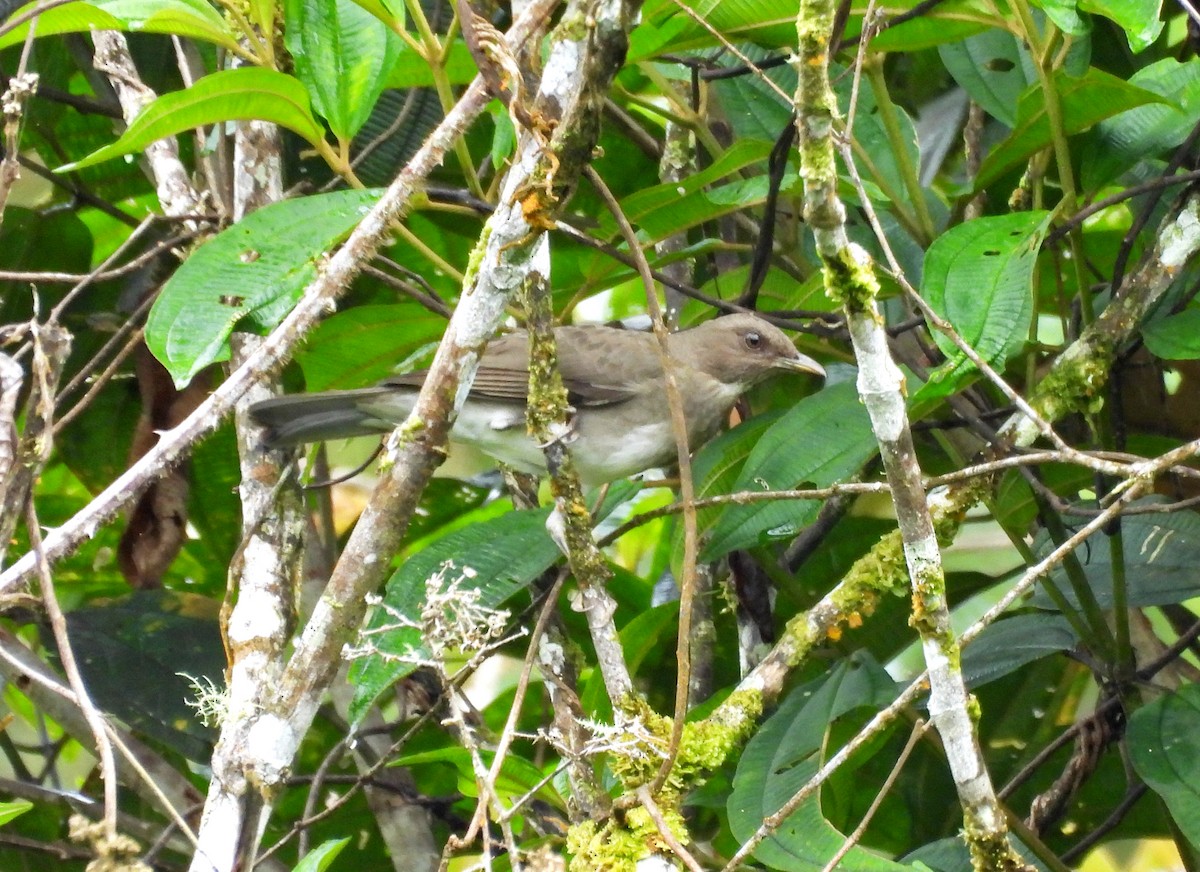 Black-billed Thrush - ML646113734