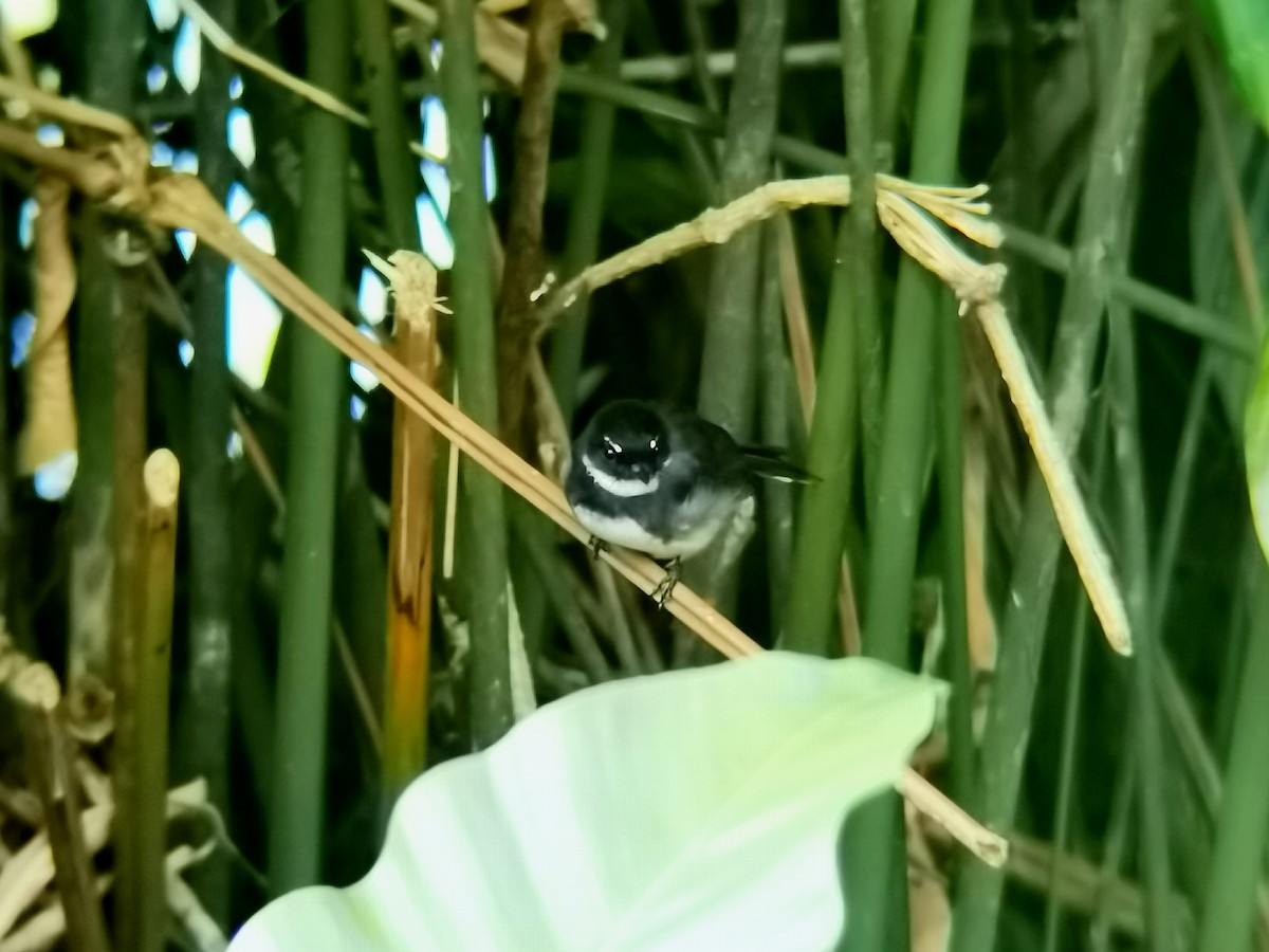 Віялохвістка строката - ML646113735