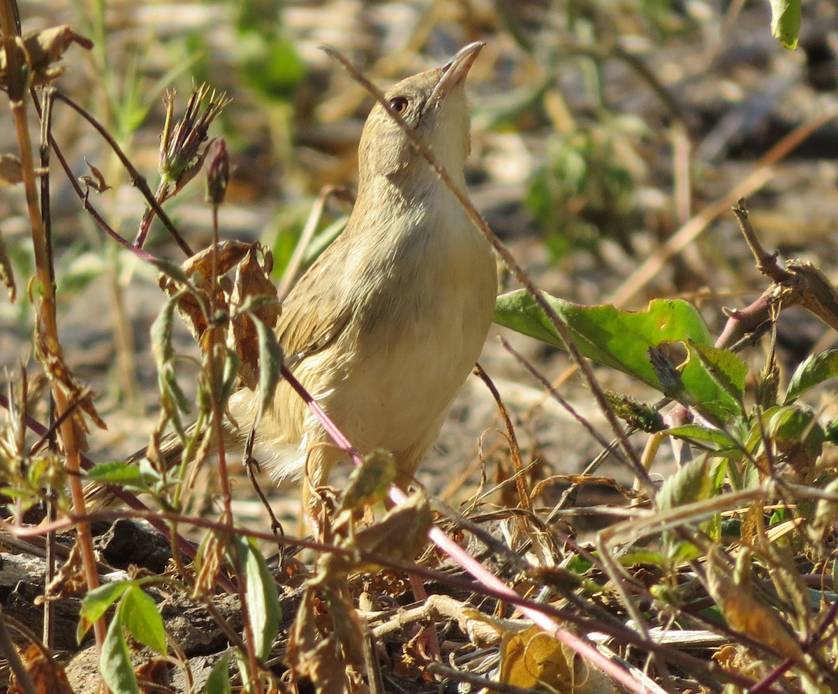 Rattling Cisticola - ML646113737