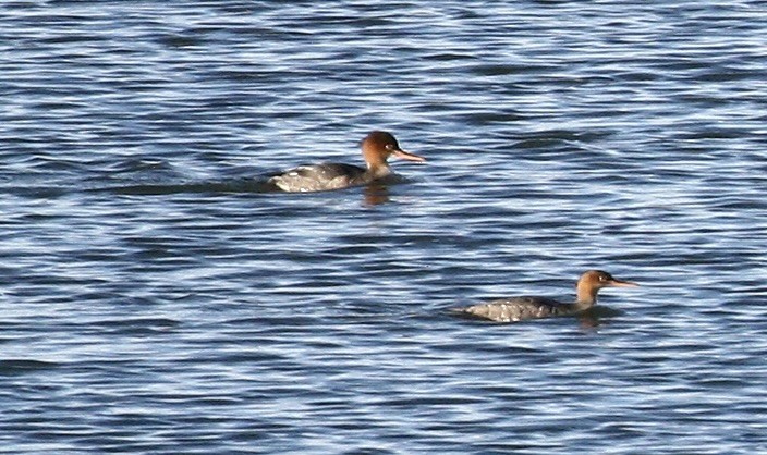 Red-breasted Merganser - ML646113739