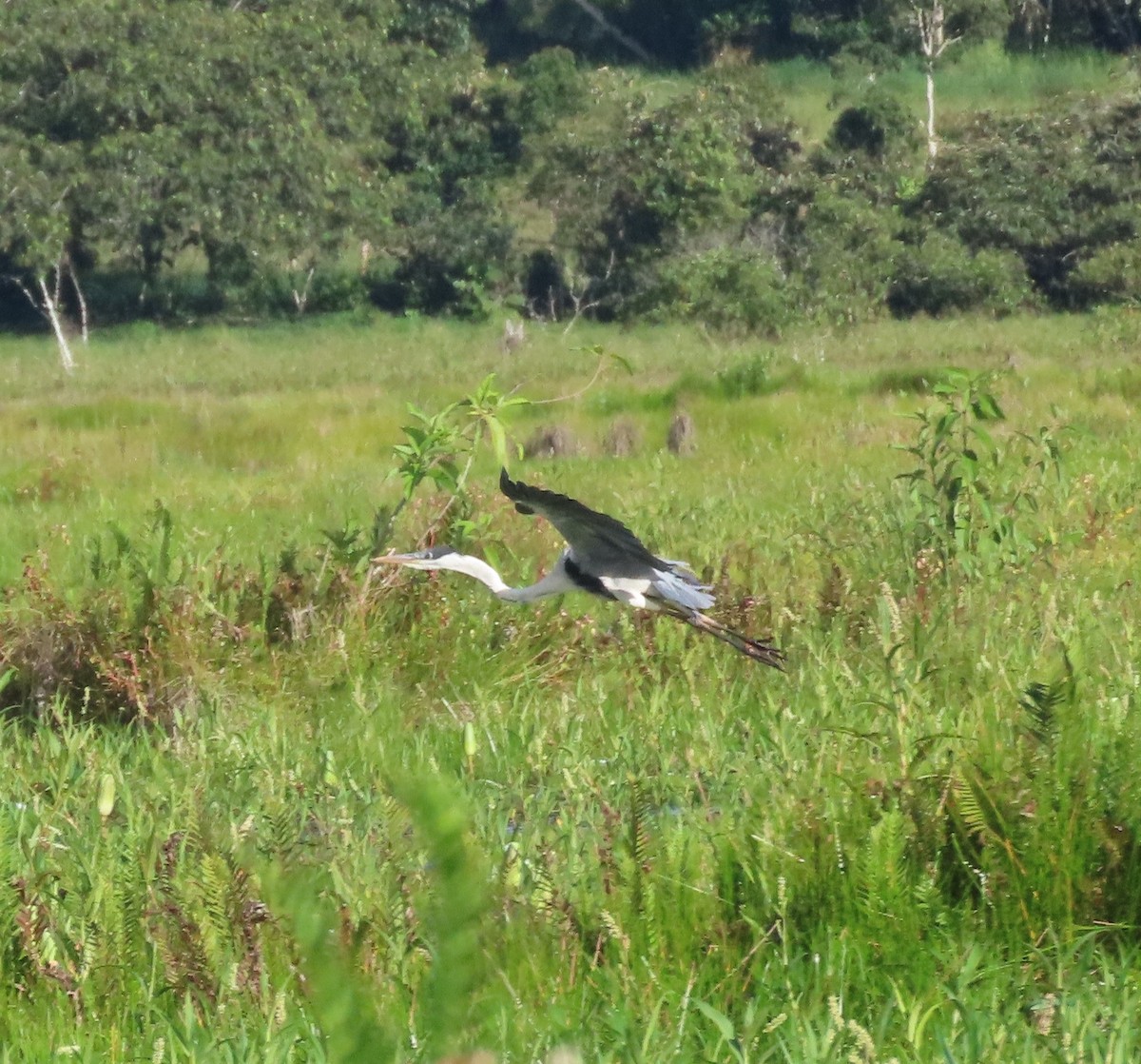 Cocoi Heron - ML646113746