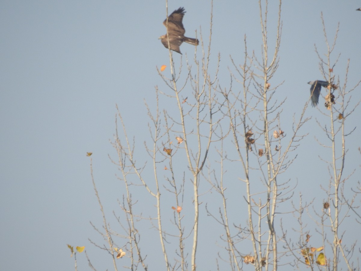 káně bělochvostá - ML646113747