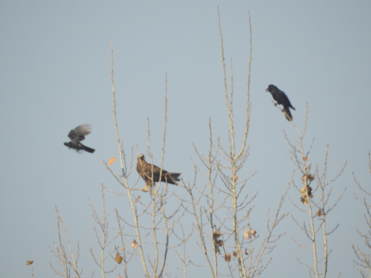 káně bělochvostá - ML646113748