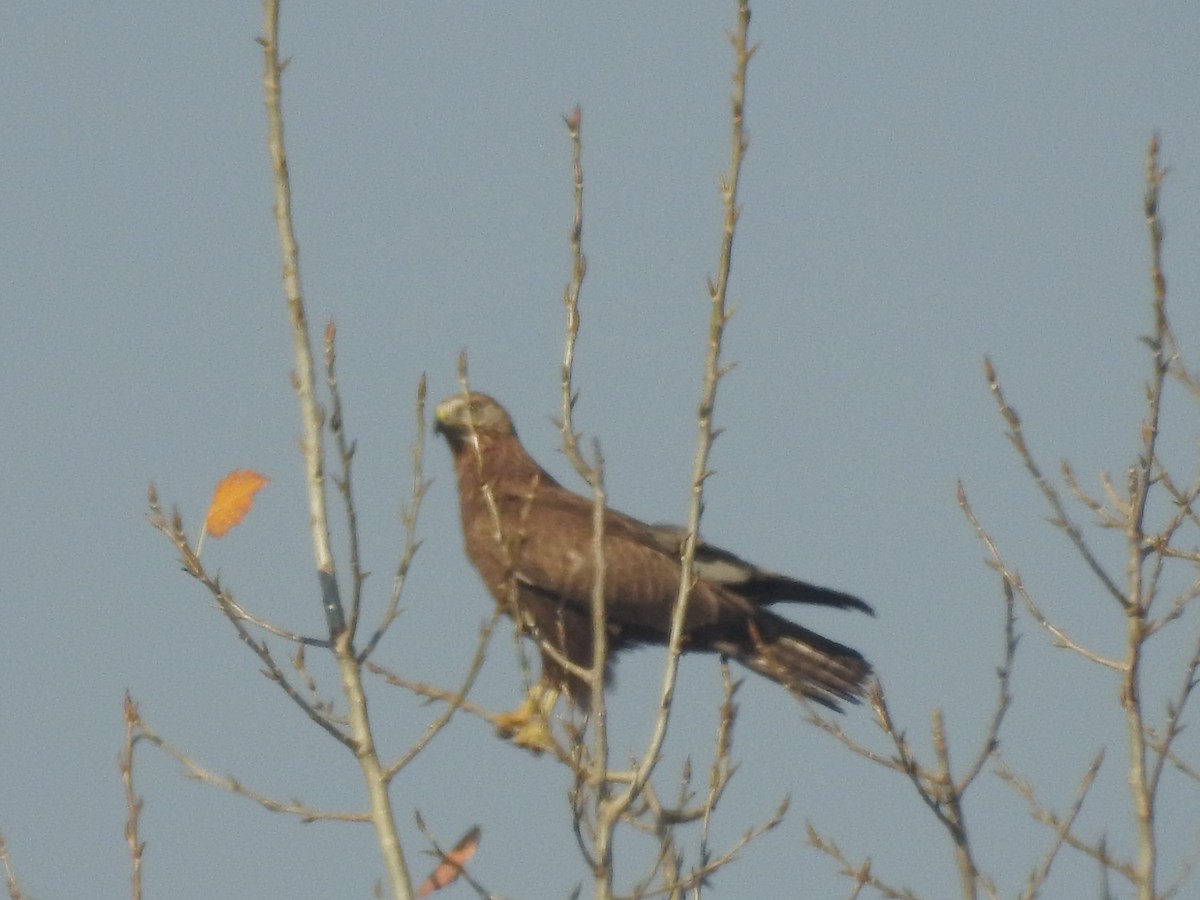 káně bělochvostá - ML646113749