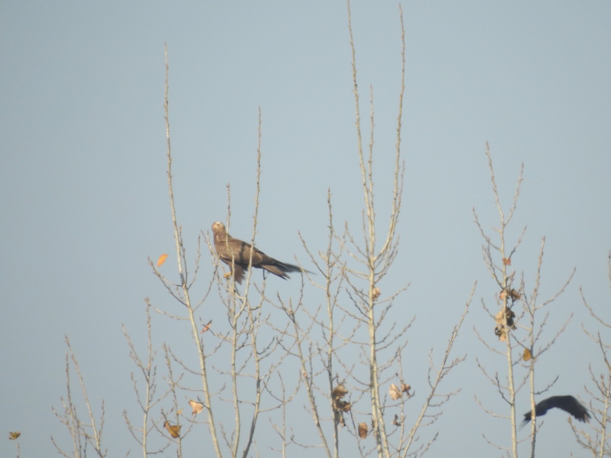 káně bělochvostá - ML646113750