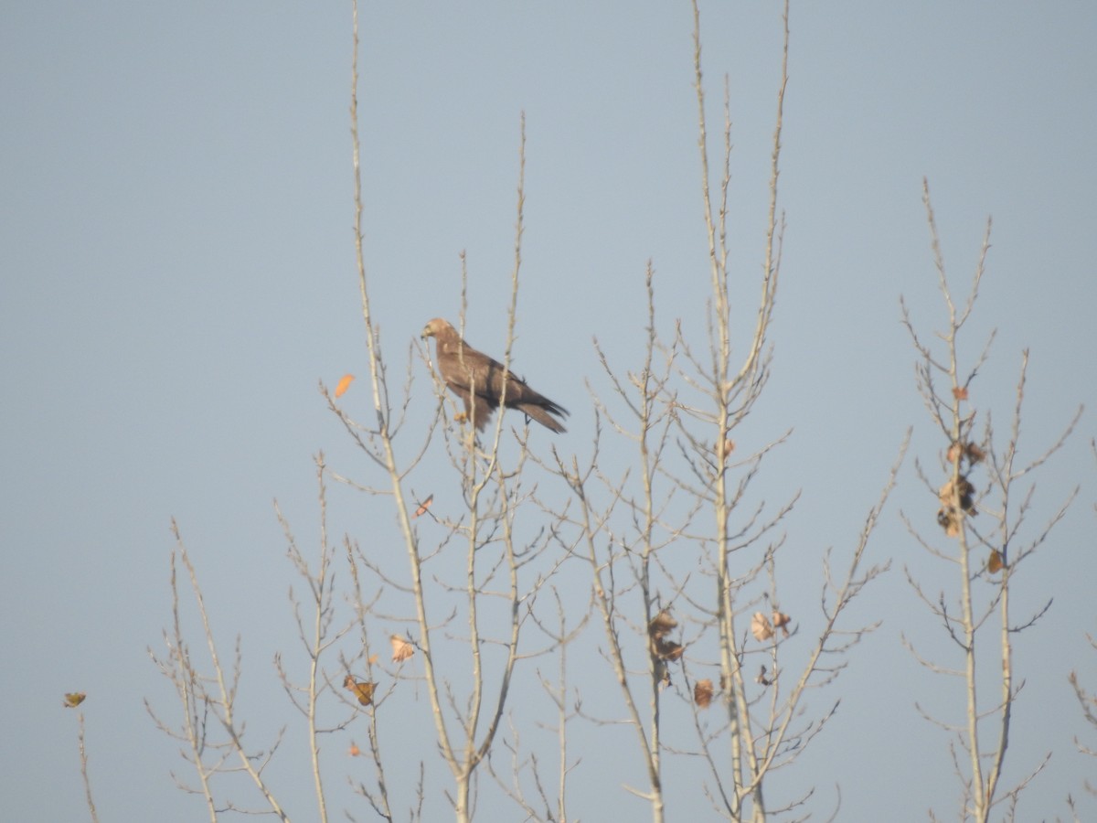 káně bělochvostá - ML646113751