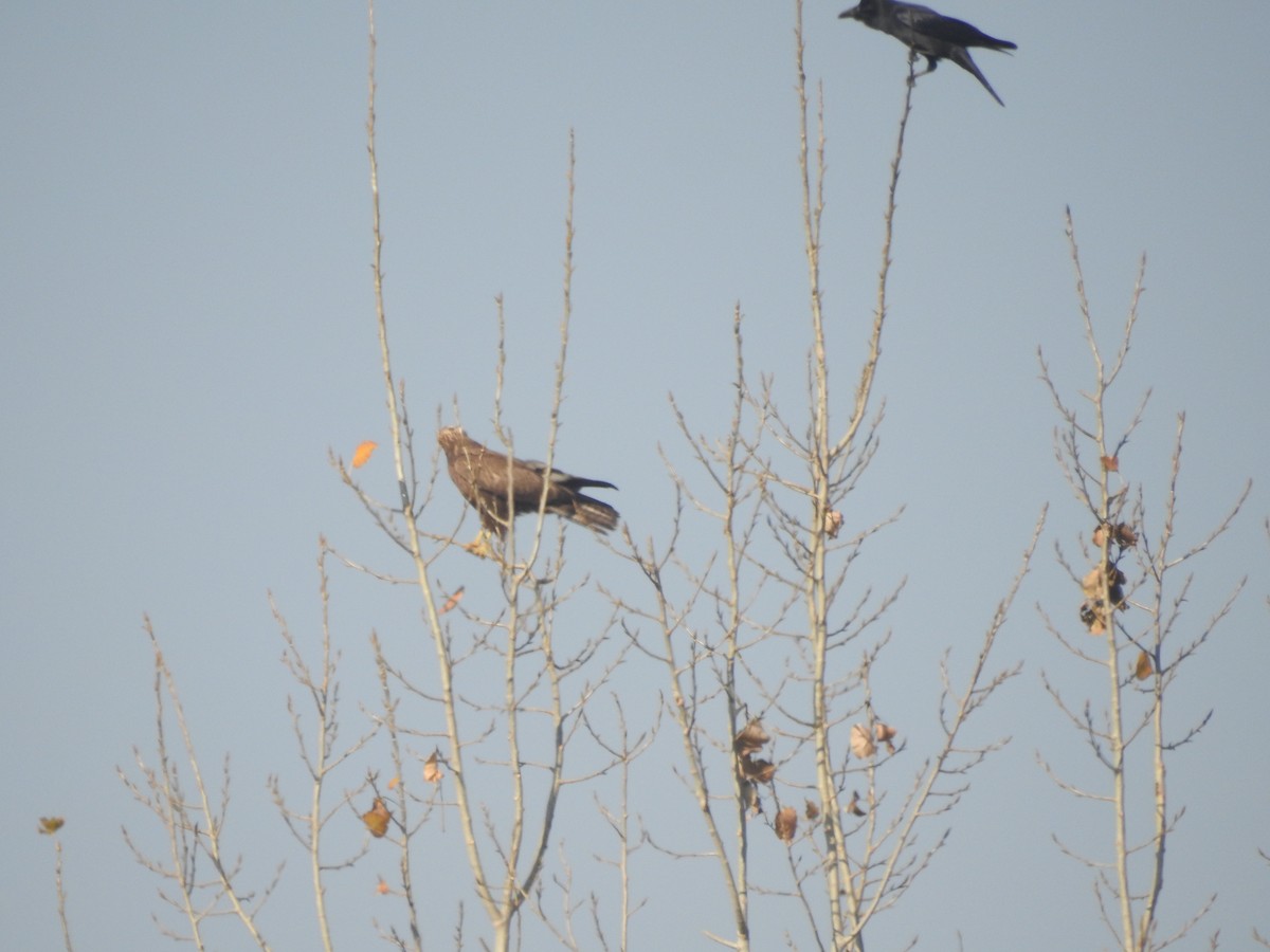 káně bělochvostá - ML646113753