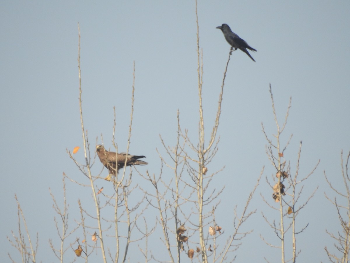 káně bělochvostá - ML646113754