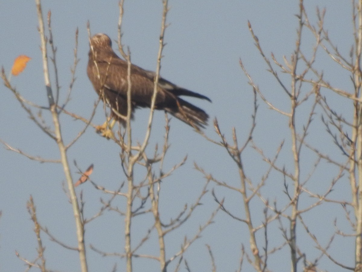 káně bělochvostá - ML646113755