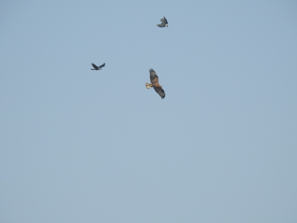 káně bělochvostá - ML646113756