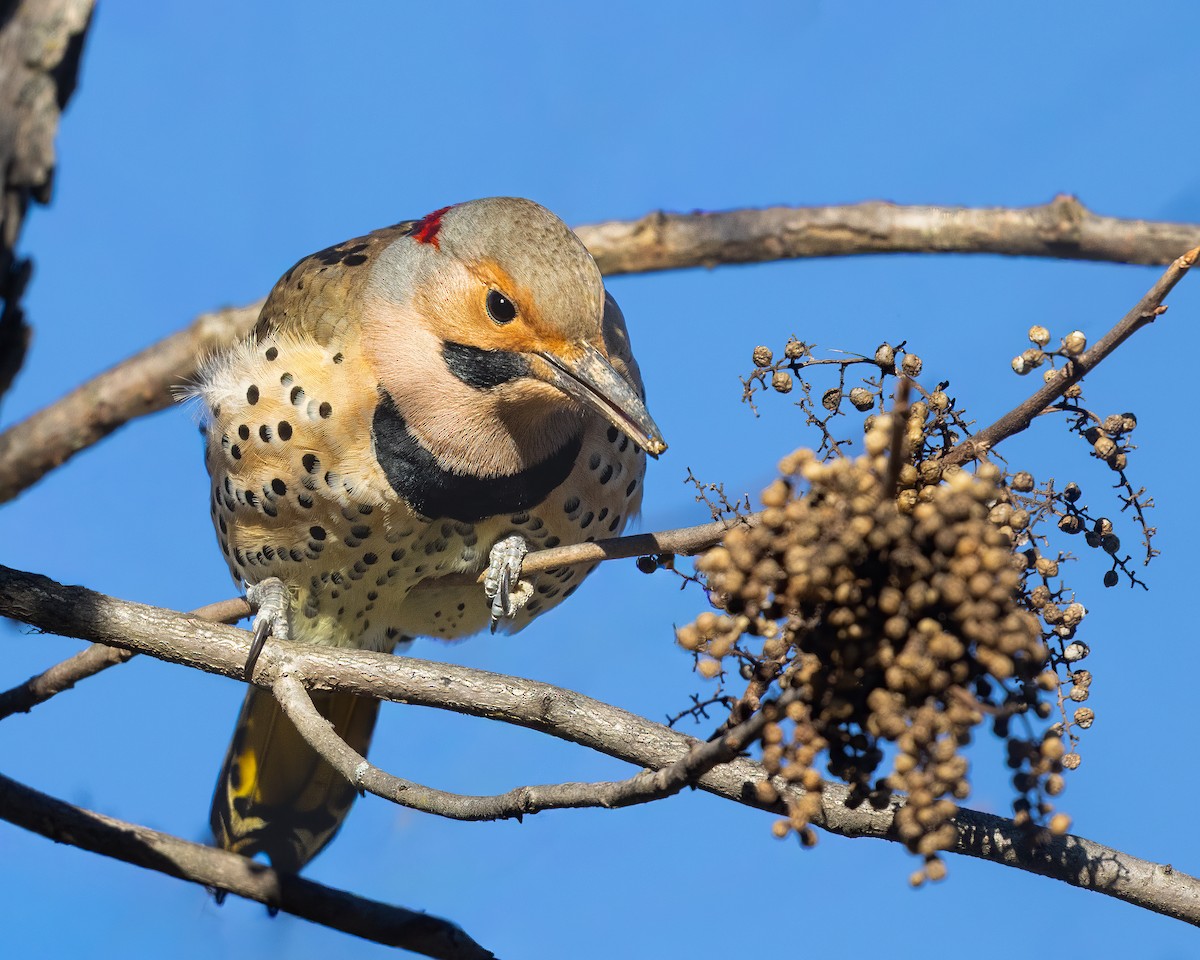 ハシボソキツツキ - ML646113764
