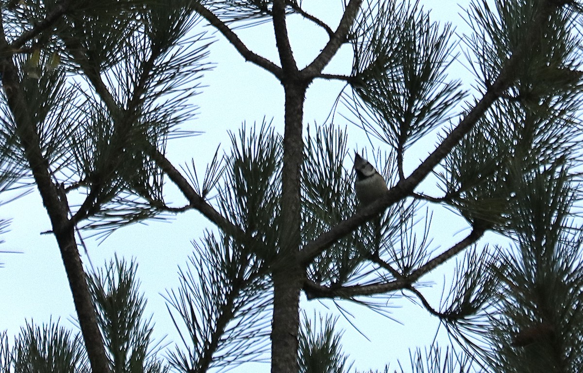 Crested Tit - ML646113765