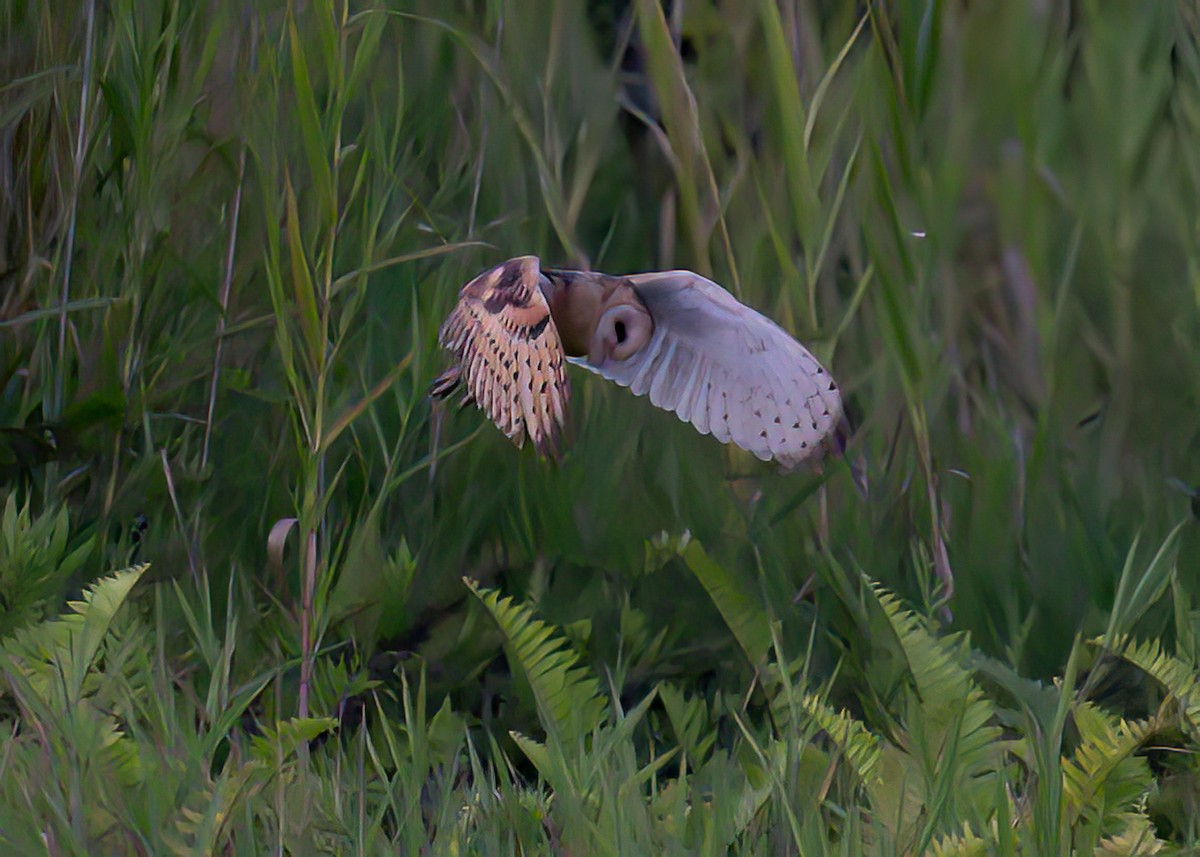 ヒガシメンフクロウ - ML646113767