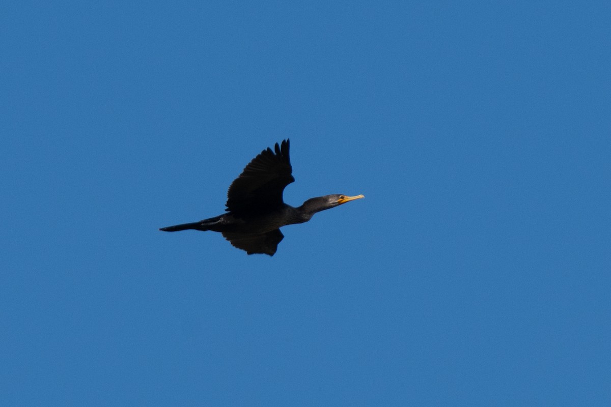 Double-crested Cormorant - ML646113769