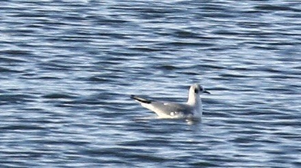 Bonaparte's Gull - ML646113772