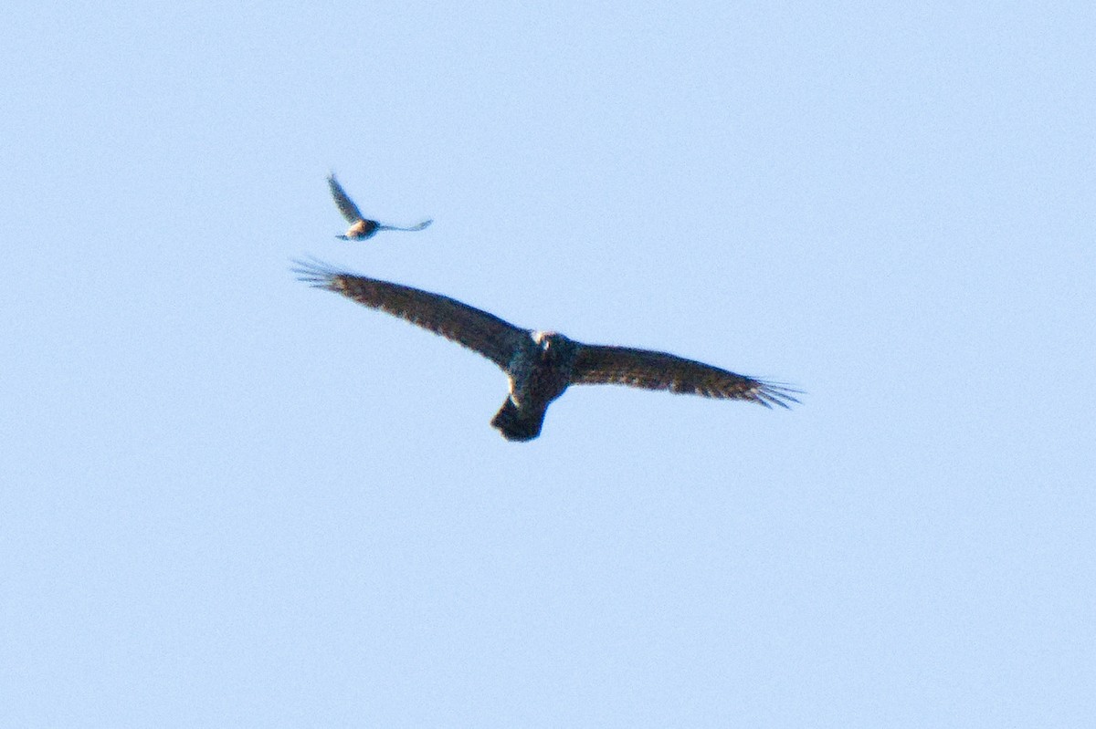 American Goshawk - ML646113774