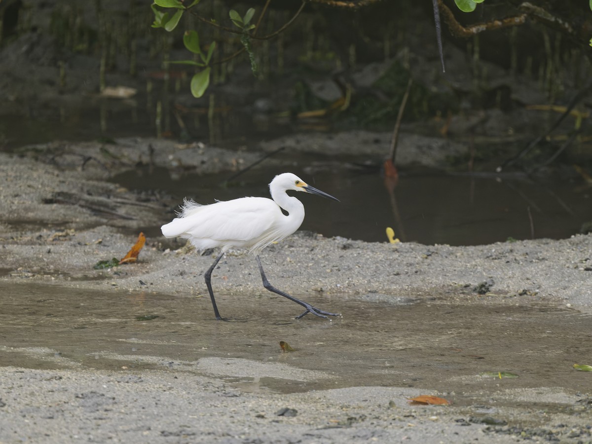 Little Egret - ML646113776