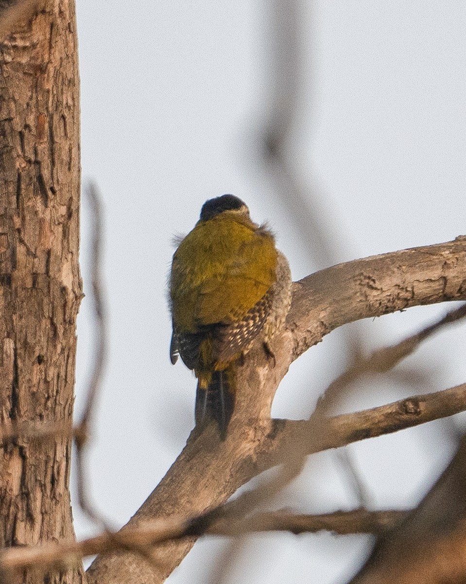Streak-throated Woodpecker - ML646113779