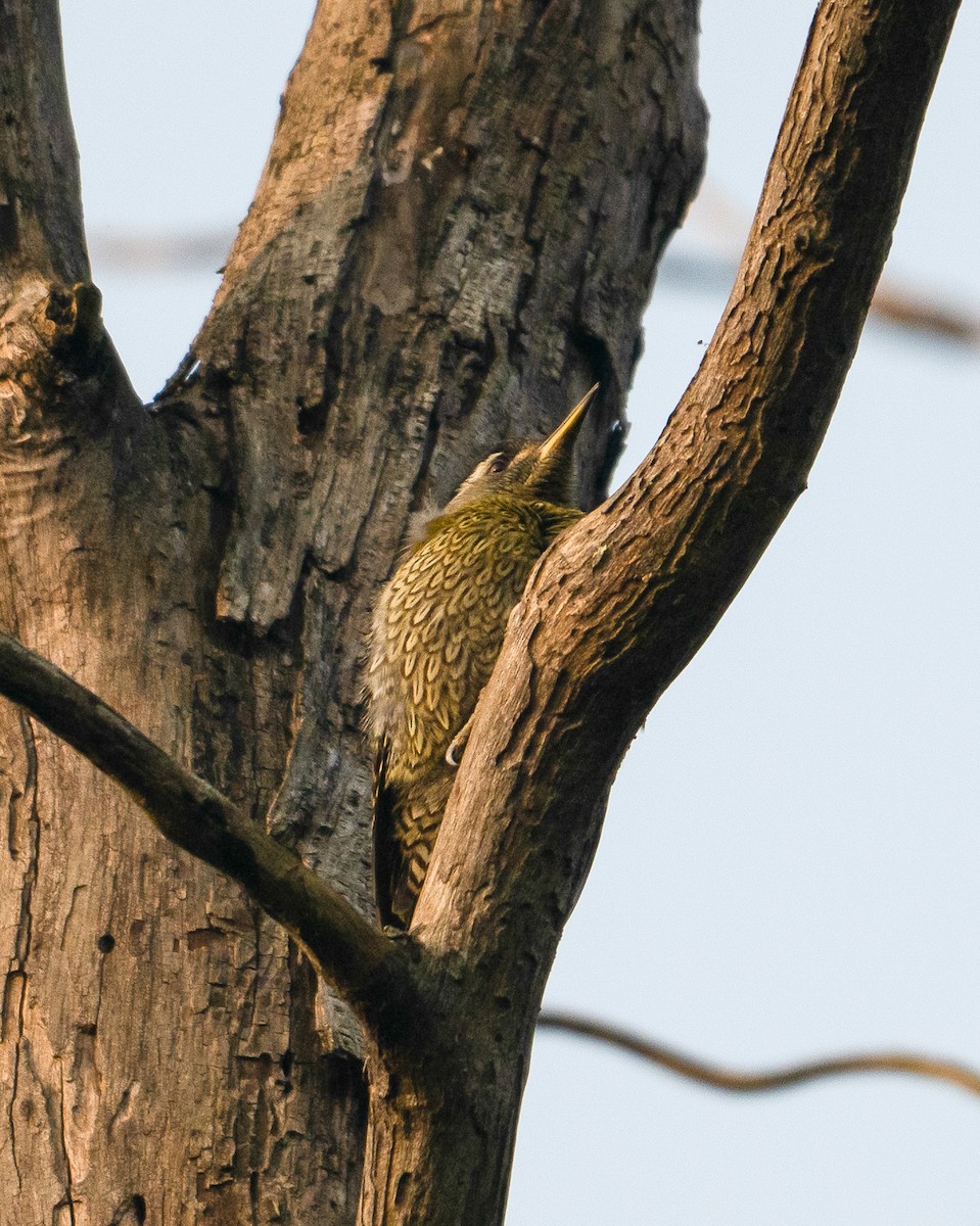 Streak-throated Woodpecker - ML646113780