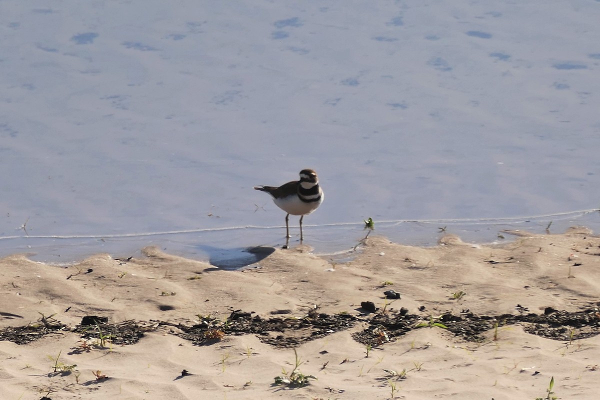 Killdeer - ML646113782