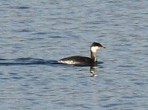 Horned Grebe - ML646113783