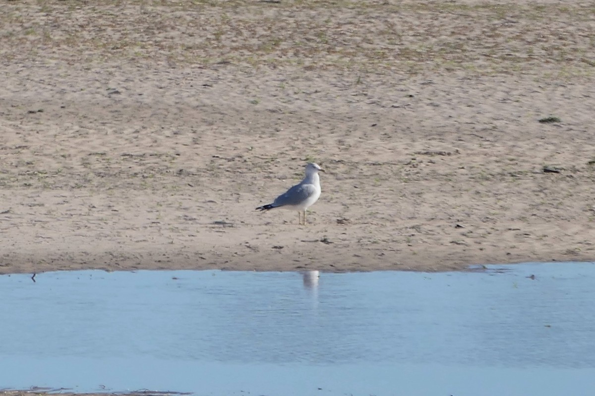 Ring-billed Gull - ML646113785