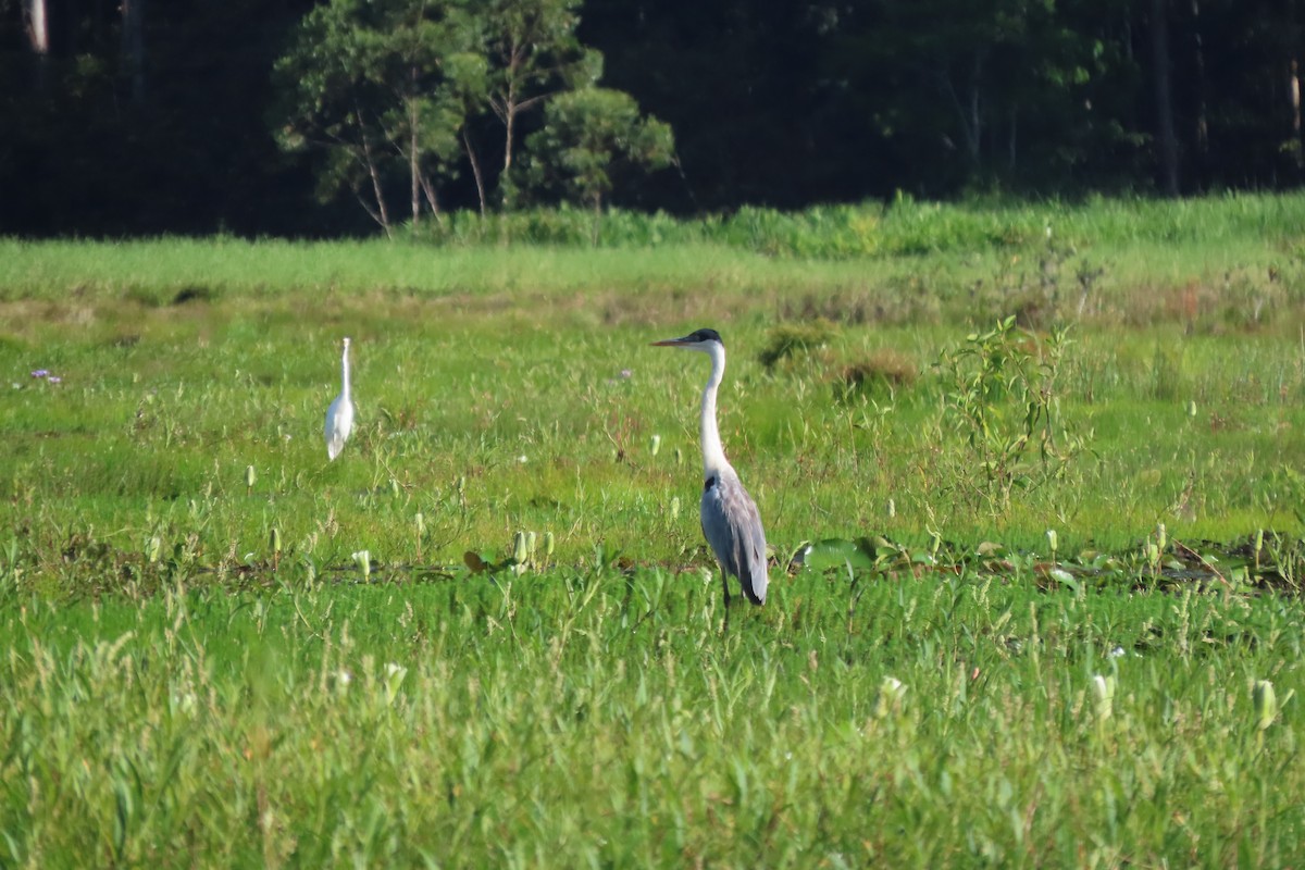 Cocoi Heron - ML646113786